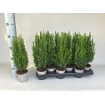 Chamaecyparis Ebaküpress Ellwoodii 11cm