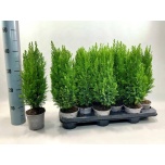 Chamaecyparis Ebaküpress Ellwoodii 11cm