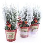 Chamaecyparis Ebaküpress Ellwoodii 14cm