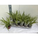 Chlorophytum Rohtliilia Variegatum 12cm