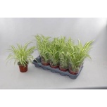 Chlorophytum Tups-rohtliilia Variegatum 12cm