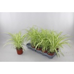 Chlorophytum Tups-rohtliilia Variegatum 12cm