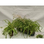 Chlorophytum Rohtliilia 13cm