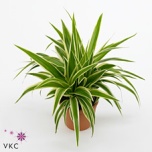 Chlorophytum Rohtliilia Variegatum 17cm