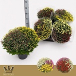 Chrysanthemum Krüsanteem 19cm Jas mix