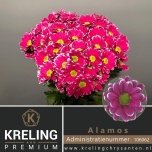 Chrysanthemum Krüsanteem Alamos