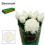 Chrysanthemum Krüsanteem BL Antonov*10