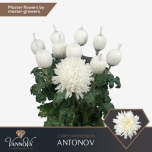 Chrysanthemum Krüsanteem BL Antonov*10