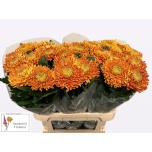 Chrysanthemum Krüsanteem BL Astro*10