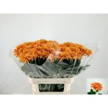 Chrysanthemum Krüsanteem BL Astro*10