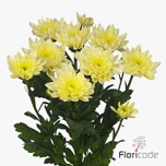 Chrysanthemum Krüsanteem Baltica cream
