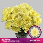 Chrysanthemum Krüsanteem SP Baltica Cream*5