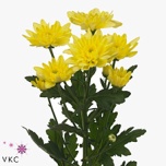 Chrysanthemum Krüsanteem SP Baltica Yellow*5