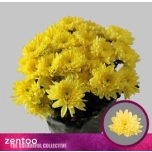 Chrysanthemum Krüsanteem SP Baltica Yellow*5