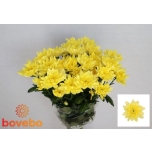 Chrysanthemum Krüsanteem SP Baltica Yellow*5
