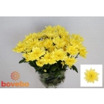 Chrysanthemum Krüsanteem Baltica Yellow
