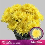 Chrysanthemum Krüsanteem SP Baltica Yellow*5