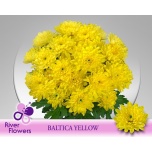Chrysanthemum Krüsanteem SP Baltica Yellow*5