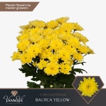 Chrysanthemum Krüsanteem SP Baltica Yellow*5