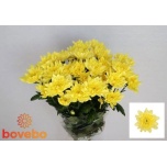 Chrysanthemum Krüsanteem SP Baltica Yellow*5