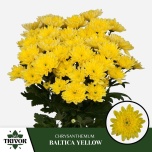 Chrysanthemum Krüsanteem SP Baltica Yellow*5