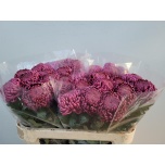 Chrysanthemum Krüsanteem BL Bigoudi Purple*10