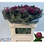 Chrysanthemum Krüsanteem BL Bigoudi Purple*10