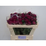 Chrysanthemum Krüsanteem BL Bigoudi Purple*10