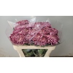 Chrysanthemum Krüsanteem BL Bigoudi Purple*10