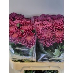 Chrysanthemum Krüsanteem BL Bigoudi Purple*10
