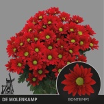 Chrysanthemum Krüsanteem SP Bontempi*5