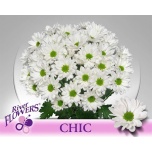 Chrysanthemum Krüsanteem SP Chic*5