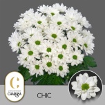 Chrysanthemum Krüsanteem SP Chic*5