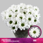 Chrysanthemum Krüsanteem SP Chic*5
