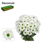 Chrysanthemum Krüsanteem SP Chic*5