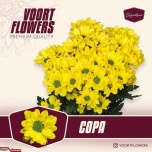 Chrysanthemum Krüsanteem SP Copa*5