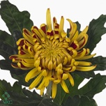 Chrysanthemum Krüsanteem BL Fuego*10