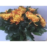 Chrysanthemum Krüsanteem Fuego