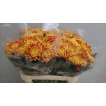 Chrysanthemum Krüsanteem BL Fuego*10