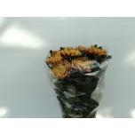 Chrysanthemum Krüsanteem BL Fuego*10