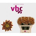 Chrysanthemum Krüsanteem BL Fuego*10