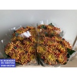 Chrysanthemum Krüsanteem BL Fuego*10