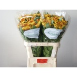 Chrysanthemum Krüsanteem BL Fuego*10