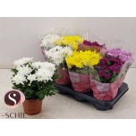 Chrysanthemum Krüsanteem indi Chrystal mix 13cm