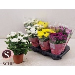 Chrysanthemum Krüsanteem indi Chrystal mix 13cm