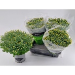 Chrysanthemum Krüsanteem 19cm kollane