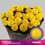 Chrysanthemum Krüsanteem SP Limoncello*5