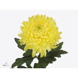 Chrysanthemum Krüsanteem BL Magnum Yellow*10