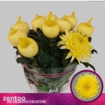 Chrysanthemum Krüsanteem BL Magnum Yellow*10