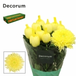 Chrysanthemum Krüsanteem BL Magnum Yellow*10